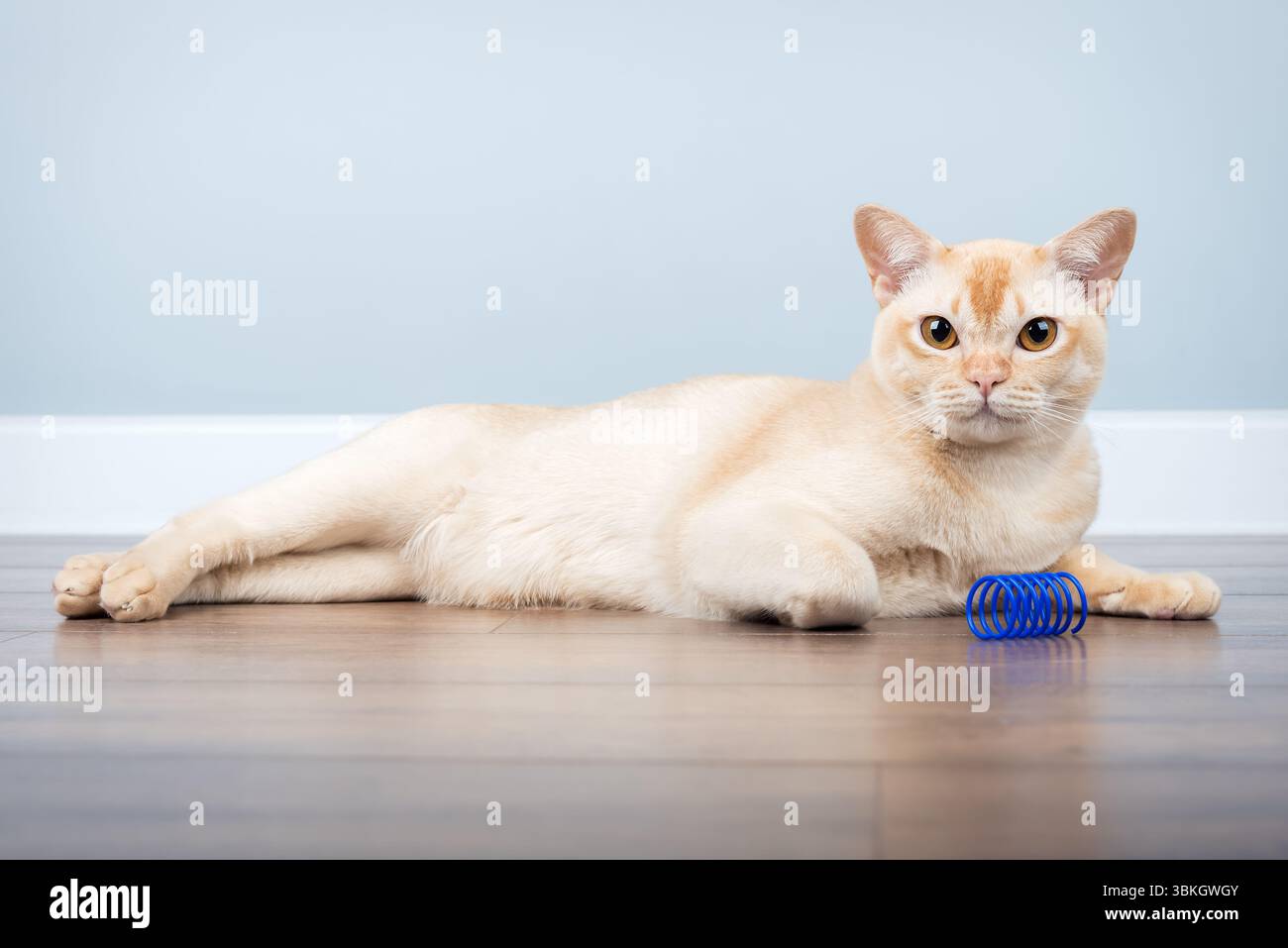 Il gatto birmano gioca con il giocattolo primavera blu in interni minimalisti. Copia spazio. Foto Stock