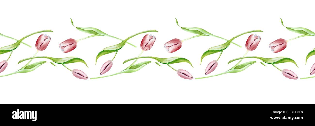 Bordo senza cuciture con tulipani ad acquerello disegnati a mano. Tulipani rosa con bellissime foglie verdi. Illustrazione botanica. Per la progettazione di carta da parati, tessuti Foto Stock