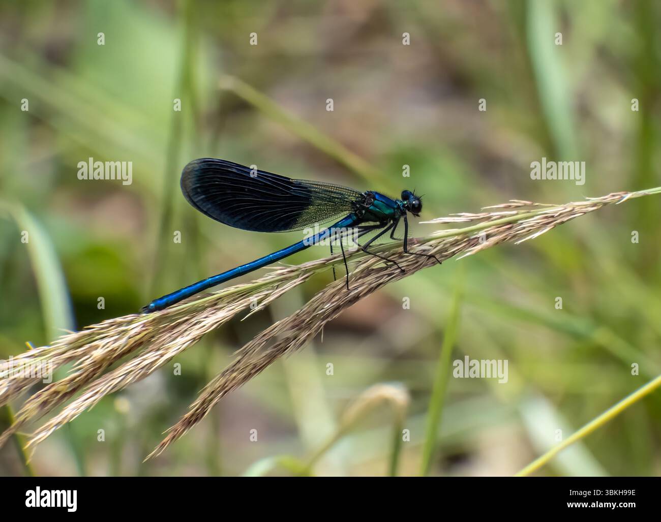 Primo piano di una libellula blu su una foglia. Foto Stock