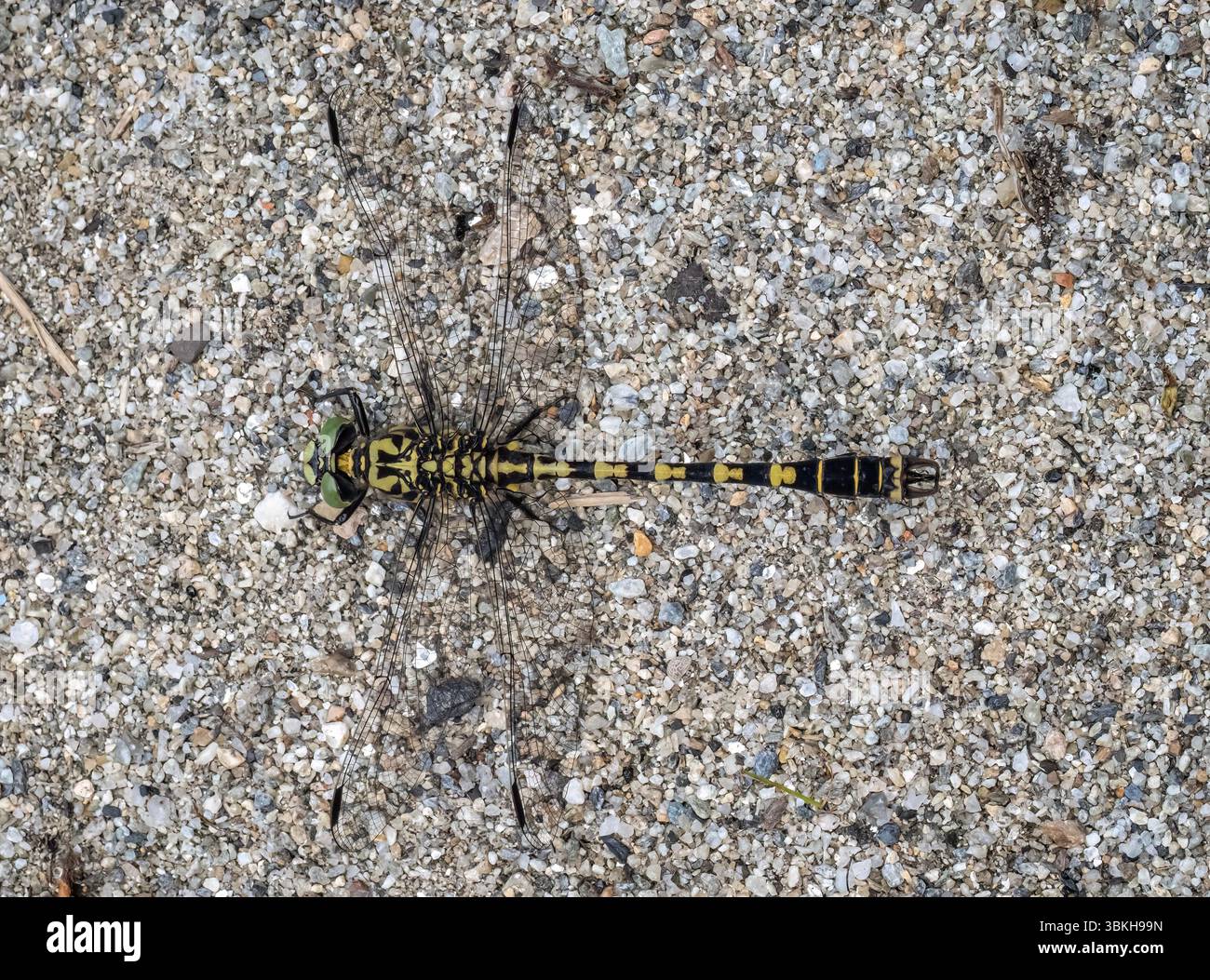 Libellula ad anello dorato seduta sulla sabbia. Foto Stock