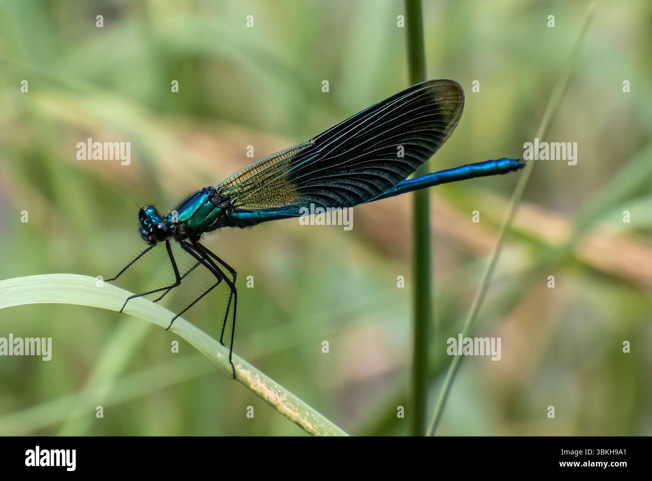 Primo piano di una libellula blu su una foglia. Foto Stock