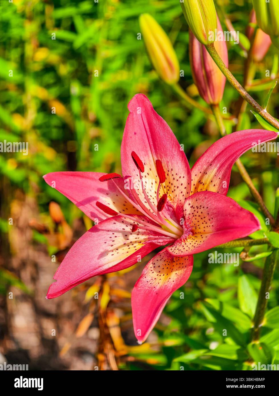 Ligigli asiatici rossi e gialli vibranti in pieno fiore in un lussureggiante fogliame verde, che cattura l'essenza della bellezza estiva e dell'eleganza floreale, ideale per giardinaggio, design floreale e fotografia naturalistica Foto Stock