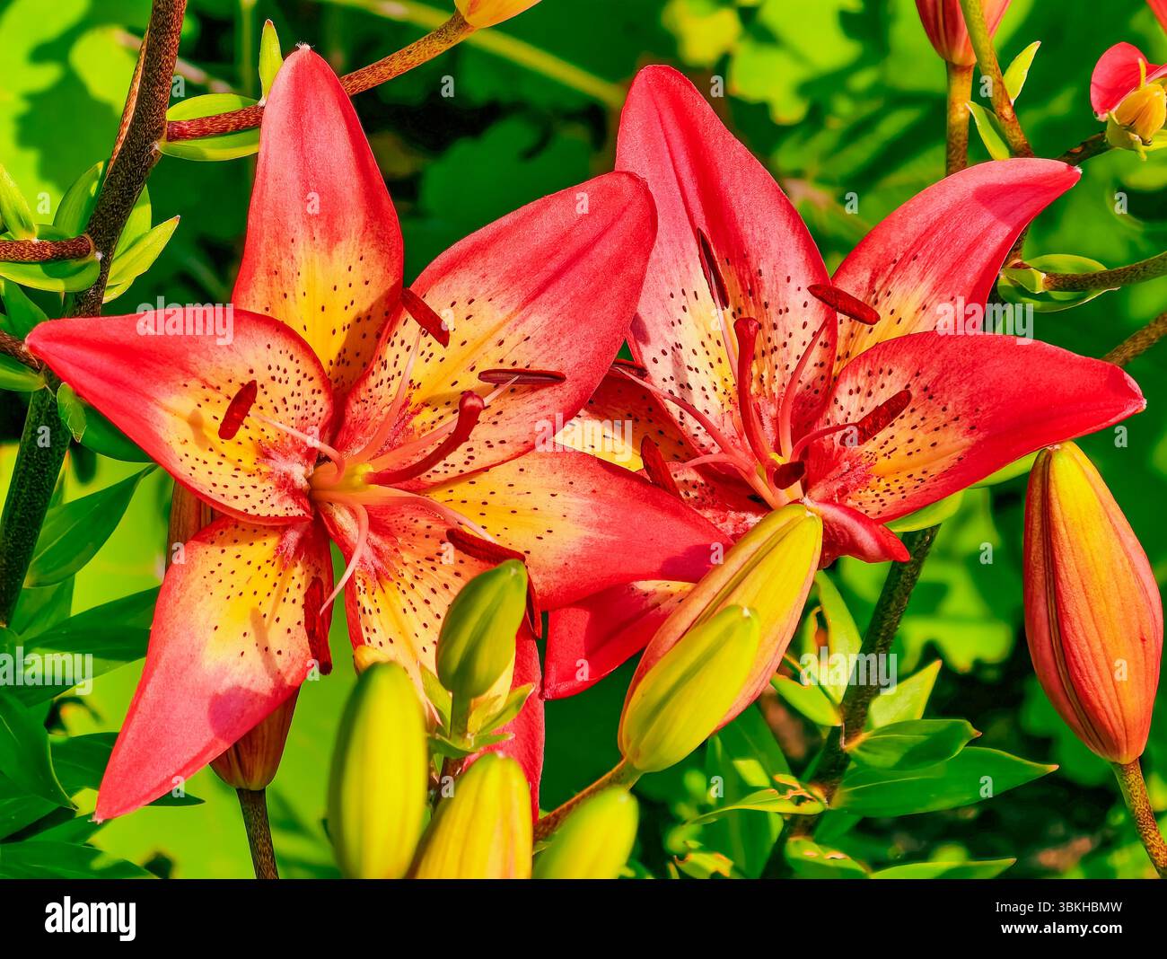 Ligigli asiatici rossi e gialli vibranti in pieno fiore in un lussureggiante fogliame verde che cattura l'essenza della bellezza estiva e dell'eleganza floreale, ideale per giardinaggio, design floreale e sfondo naturale Foto Stock
