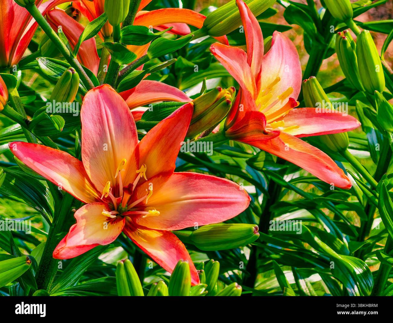 Ligigli asiatici rossi e gialli vibranti in pieno fiore in un lussureggiante fogliame verde che cattura l'essenza della bellezza estiva e dell'eleganza floreale, ideale per giardinaggio, design floreale e foto appassionate di natura Foto Stock