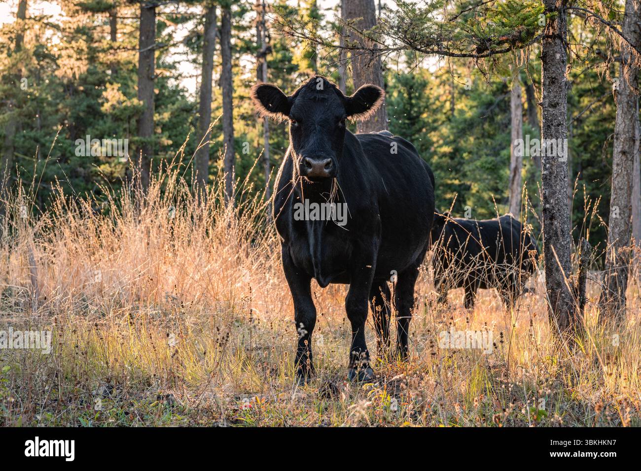 Mucca nera che mangia erba e guarda la macchina fotografica. Foto Stock