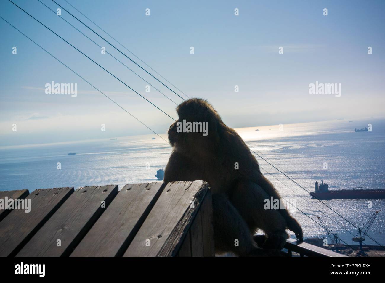 Vista della sagoma di un macaco barbario contro un cielo blu, Gibilterra nell'inverno 2023 Foto Stock
