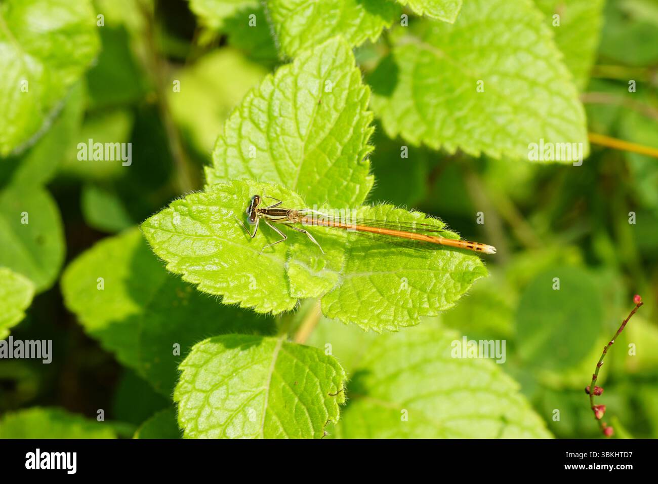 Arancio, Platycnemis acutipennis su foglie di menta. Famiglia di damigelle dalle gambe bianche, Platycnemididae. Giugno, Francia. Foto Stock
