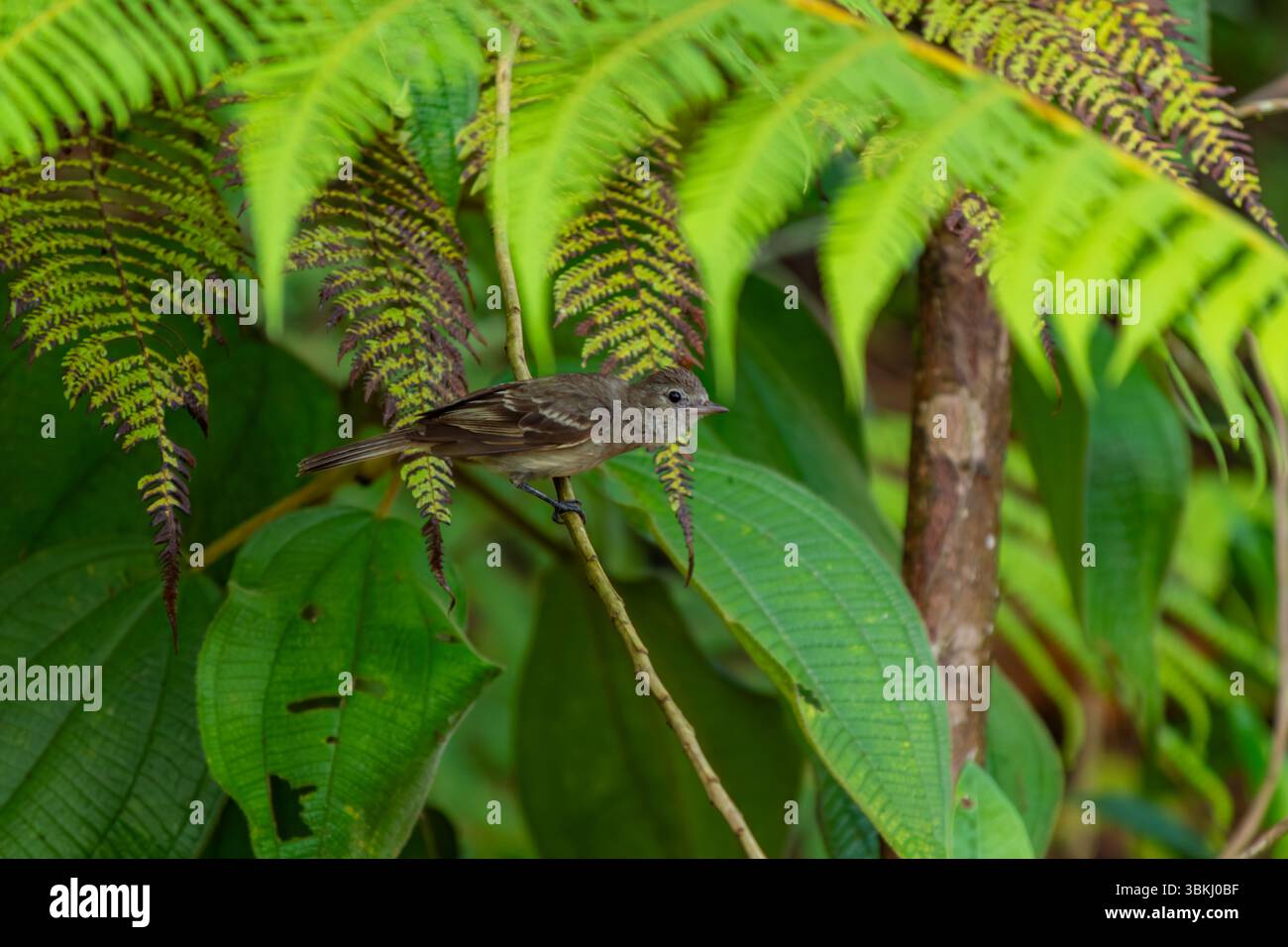 Un saltatore con gola di manzo (Saltator maximus) si trova su un ramo secco in mezzo a un fitto fogliame tropicale. Una vivace scena naturale con una ricca vegetazione e un'atmosfera naturale Foto Stock