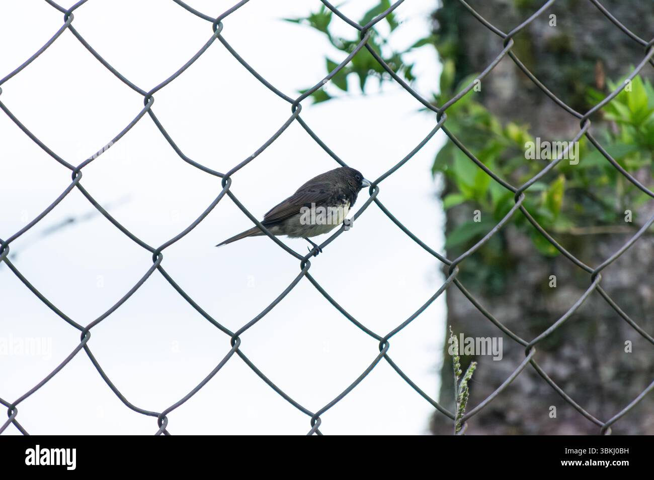 Un saltatore dalla gola buffa (Saltator maximus) si trova tranquillamente su una recinzione a rete metallica, mescolando natura e strutture umane in un ambiente rurale Foto Stock