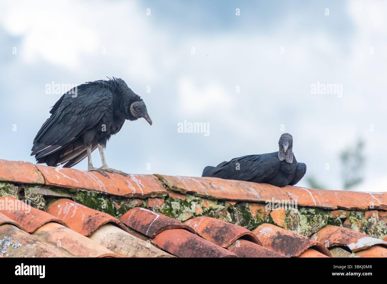 Gli avvoltoi neri (Coragyps atratus) poggiano su un tetto rustico di tegole di argilla. Una scena in cui la fauna selvatica incontra l'architettura tradizionale in un ambiente caldo e rurale Foto Stock
