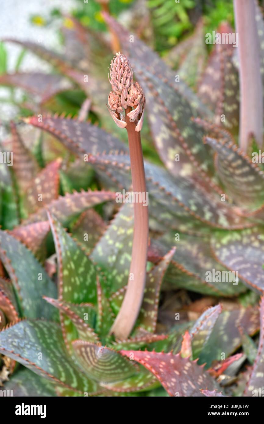 Fogliame succulento e bocciolo di sapone aloe, Aloe maculata la Seyne-sur-Mer, Francia aprile Foto Stock