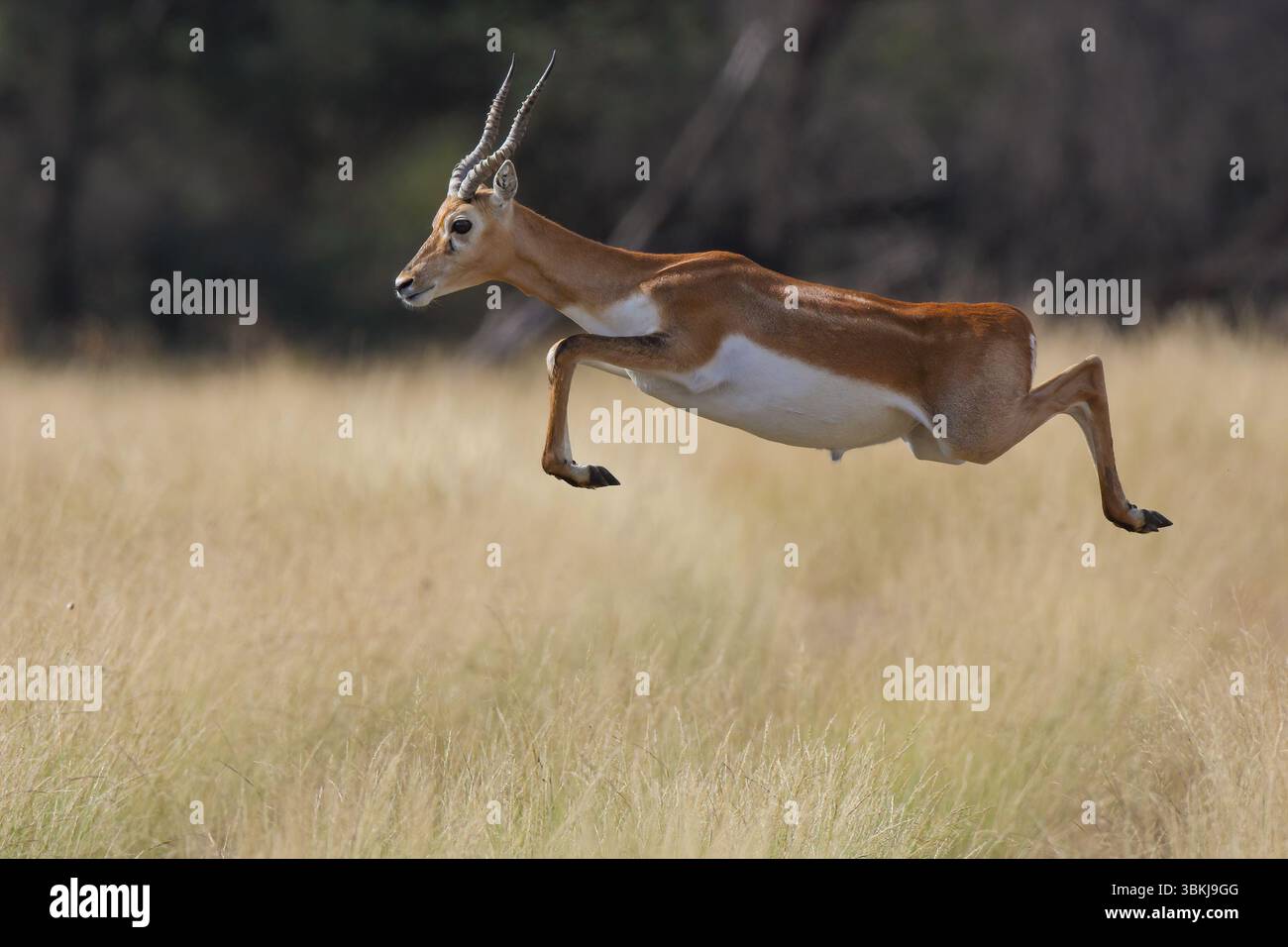 Blackbuck, noto anche come antilope indiano (Antilope cervicapra), è una specie originaria dell'India e del Nepal. Foto Stock