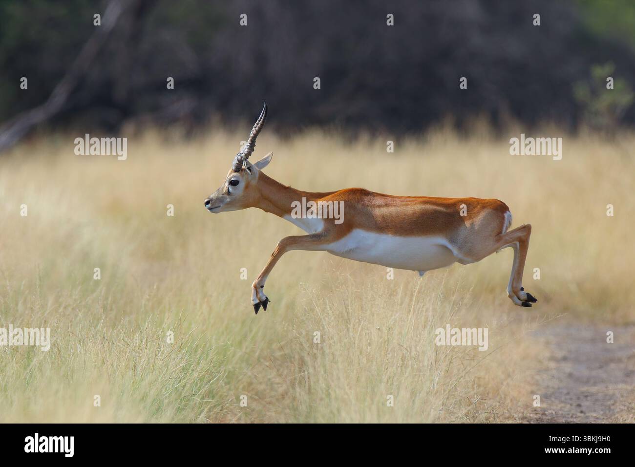 Blackbuck, noto anche come antilope indiano (Antilope cervicapra), è una specie originaria dell'India e del Nepal. Foto Stock