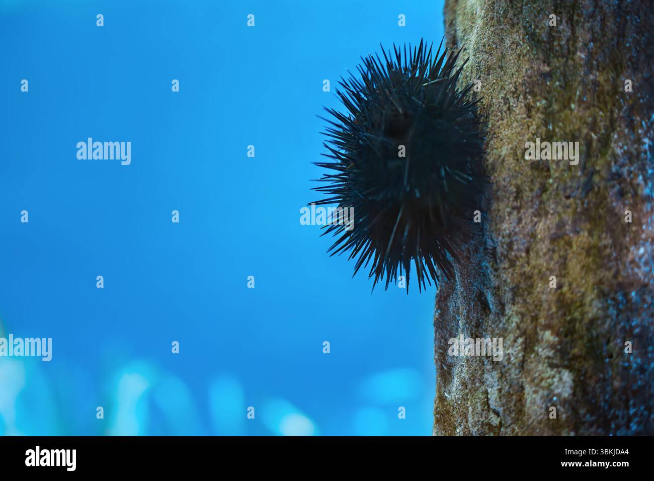 Un riccio di mare spinoso nero afferra la ruvida parete rocciosa ricoperta di alghe in acque blu profonde, habitat della barriera corallina e fauna selvatica dell'oceano Foto Stock