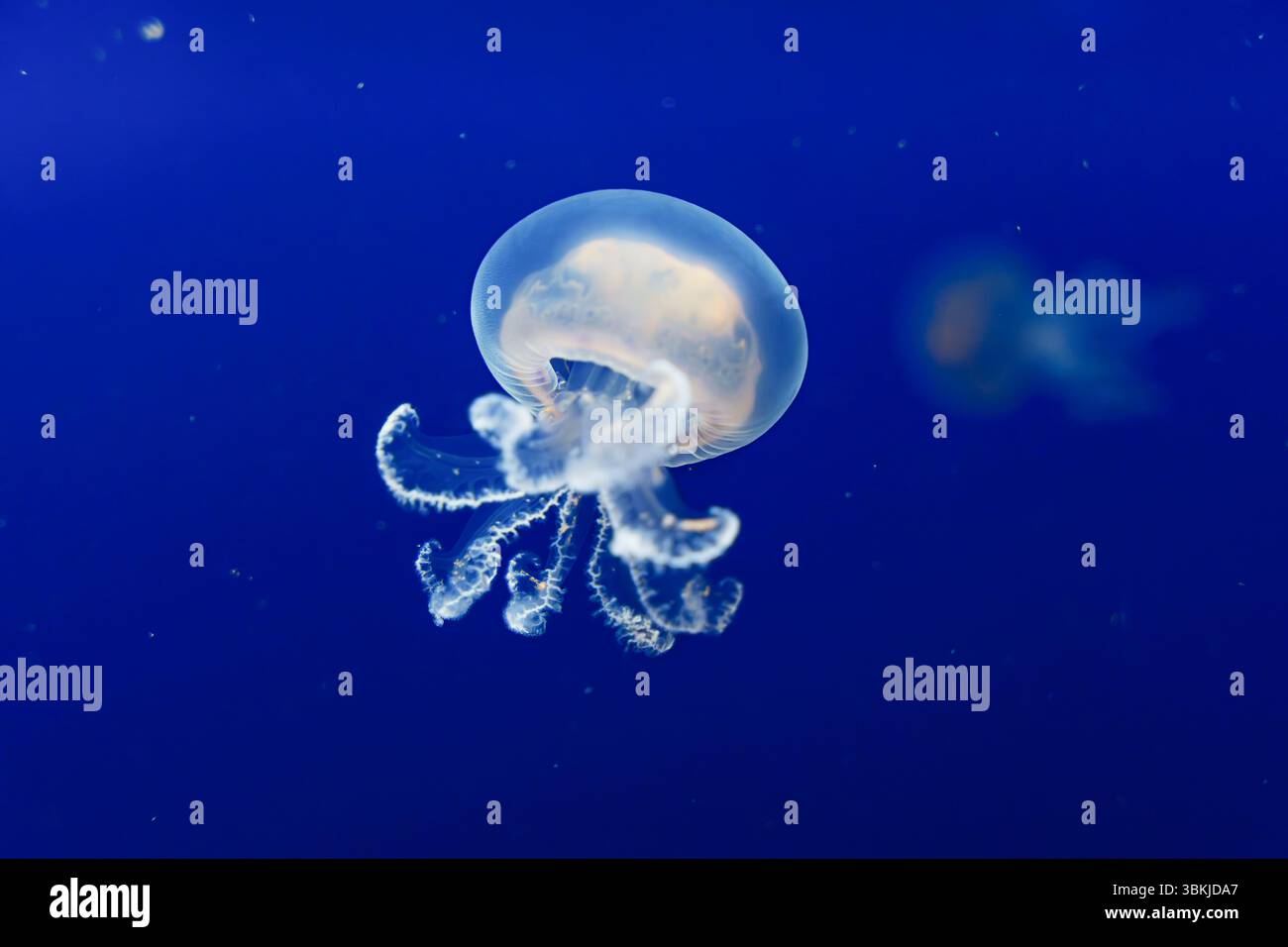 Una medusa luccicante con tentacoli arricciati si getta attraverso l'acqua blu scuro e creature oceaniche Foto Stock