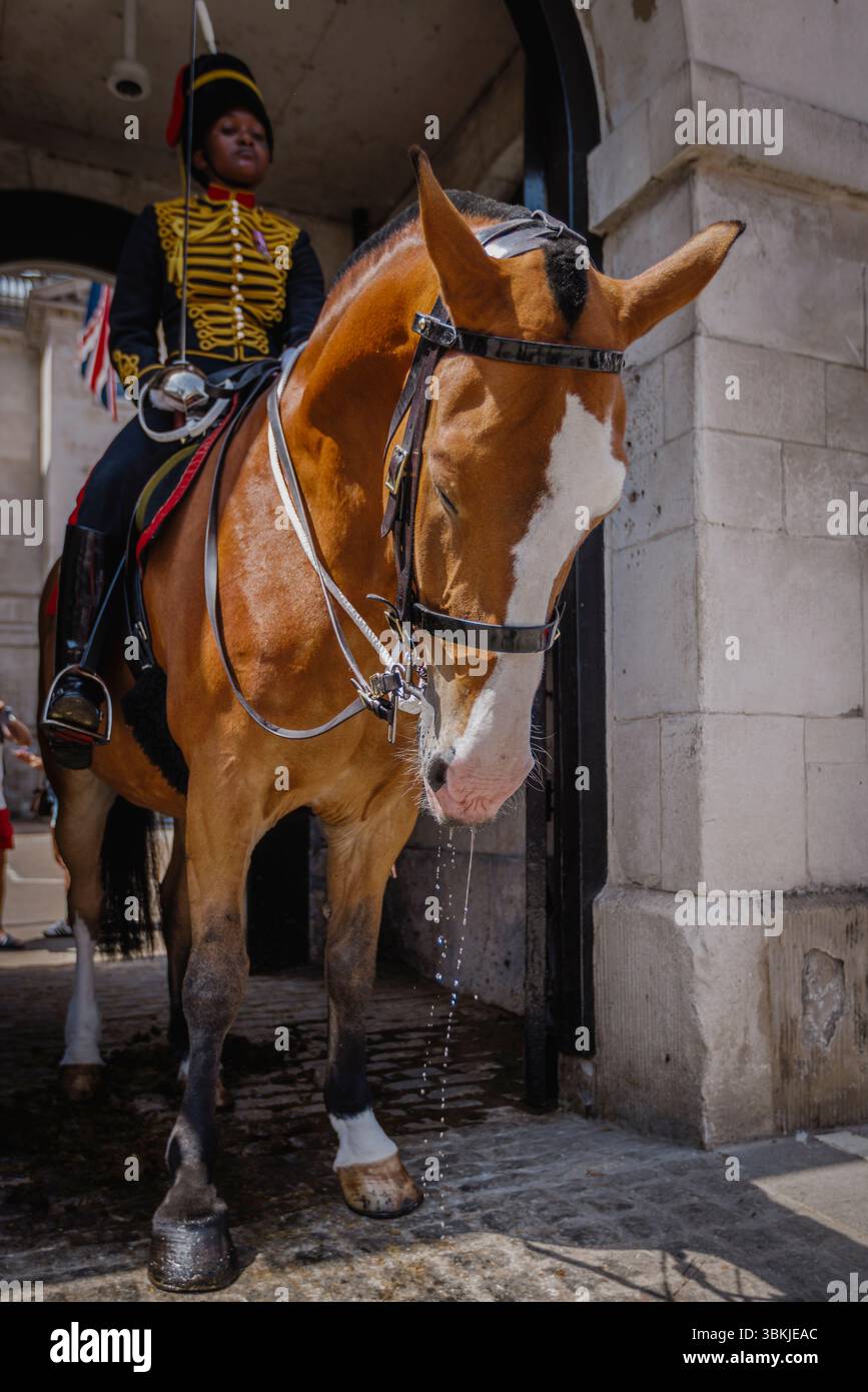 L'acqua gocciola dalla foce di un cavallo alle Horse Guards dopo essere stata fornita di acqua durante l'ondata di caldo a Londra. Foto Stock L'acqua gocciola dalla foce di un cavallo alle Horse Guards dopo essere stata fornita di acqua durante l'ondata di caldo a Londra. Foto Stock