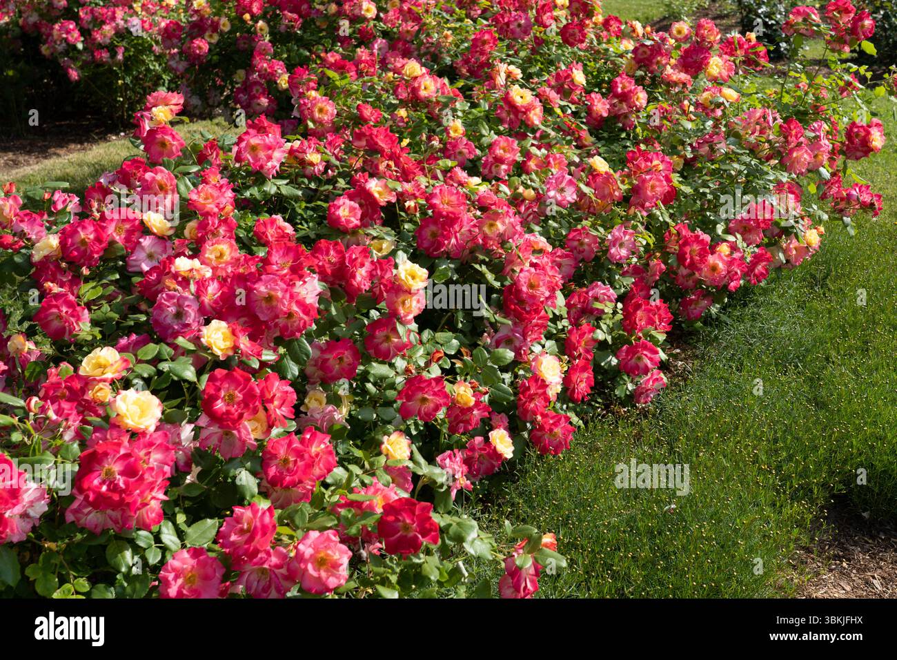 Fiori di falò rosa (Rosa 'CA 29') che crescono nel giardino. Canada. Foto Stock