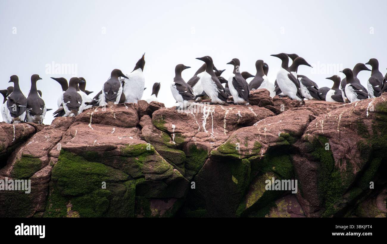 I comuni Murres si riproducono in dense colonie sulle sporgenze rocciose di Gull Island all'interno della riserva ecologica della Baia senza scrupoli. Gli individui riproduttori hanno un complet Foto Stock