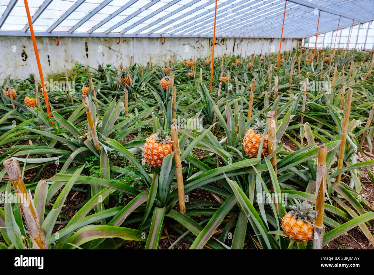 Arruda ananas Farm Plantation Greenhouse, mature ananas comosus, cayenne Variety, Ponta Delgada, São Miguel Island, arcipelago delle Azzorre, Portogallo Foto Stock