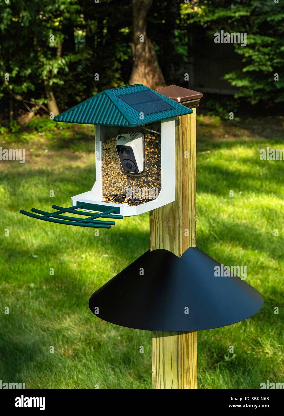 Configurazione nel cortile posteriore di un'asta in legno con trattamento a pressione 4x4 con telecamera nell'alimentatore per uccelli. Il deflettore a forma di cono protegge i semi di uccelli dagli scoiattoli. Foto Stock