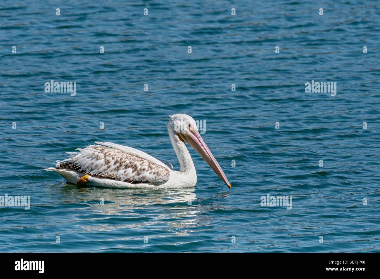Un pellicano bianco americano (Pelecanus erythrorhynchos) in pagaie di piumaggio non riproduttive su un lago. Foto Stock