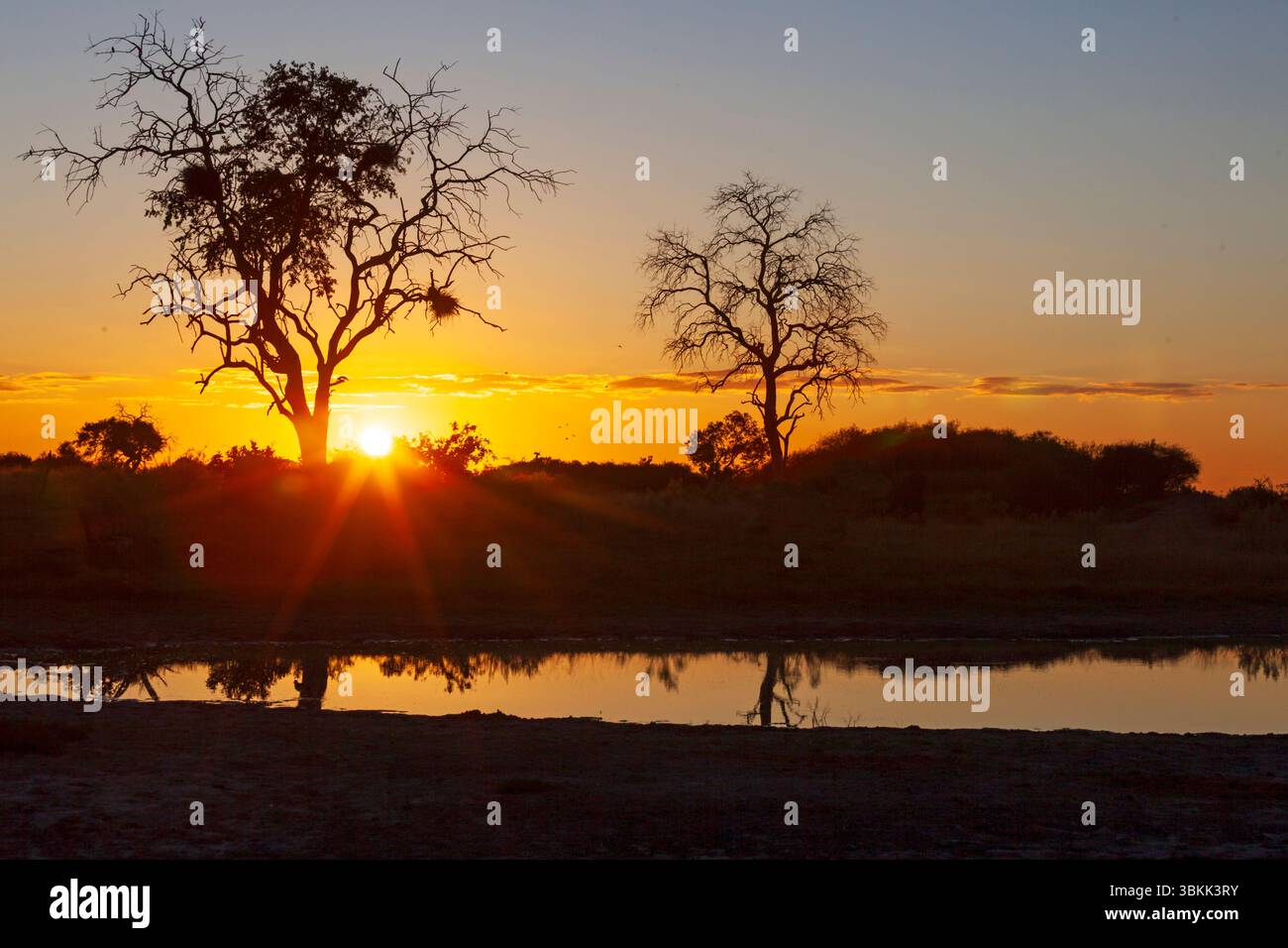 Tramonto con alberi e nidi di uccelli tessitori nel Delta dell'Okavango, un sito patrimonio dell'umanità dell'UNESCO - il Botswana Foto Stock