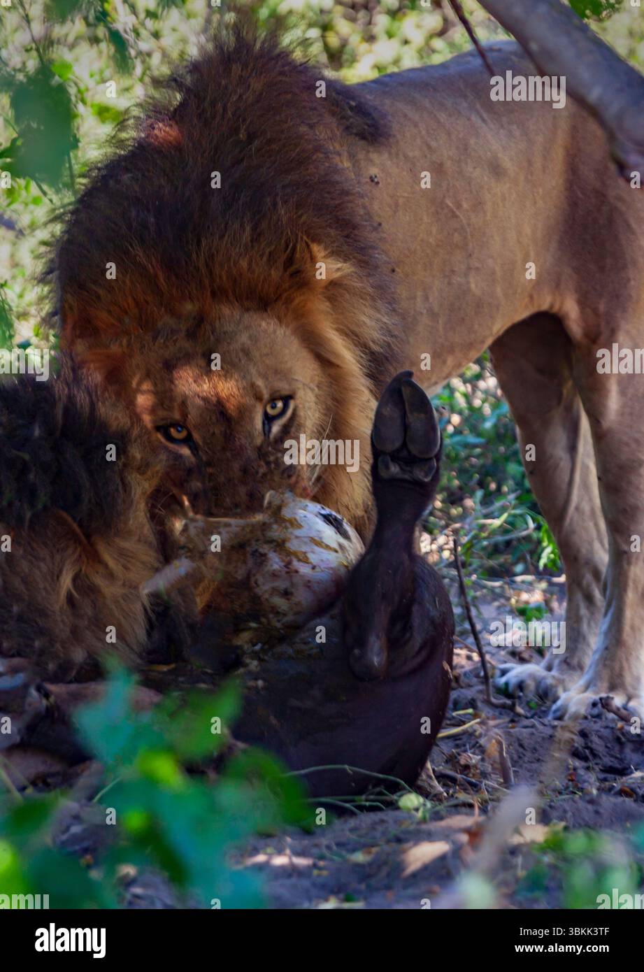 Un leone africano maschio (Panthera leo) che si nutre di un vitello di bufalo del capo nel Delta dell'Okavango - Botswana Foto Stock