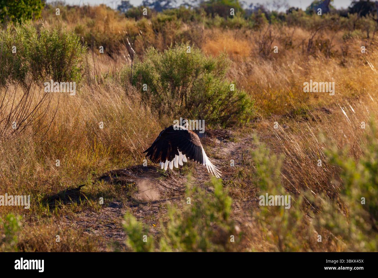 Un avvoltoio in volo il Delta dell'Okavango, un sito patrimonio dell'umanità dell'UNESCO: Il Botswana Foto Stock