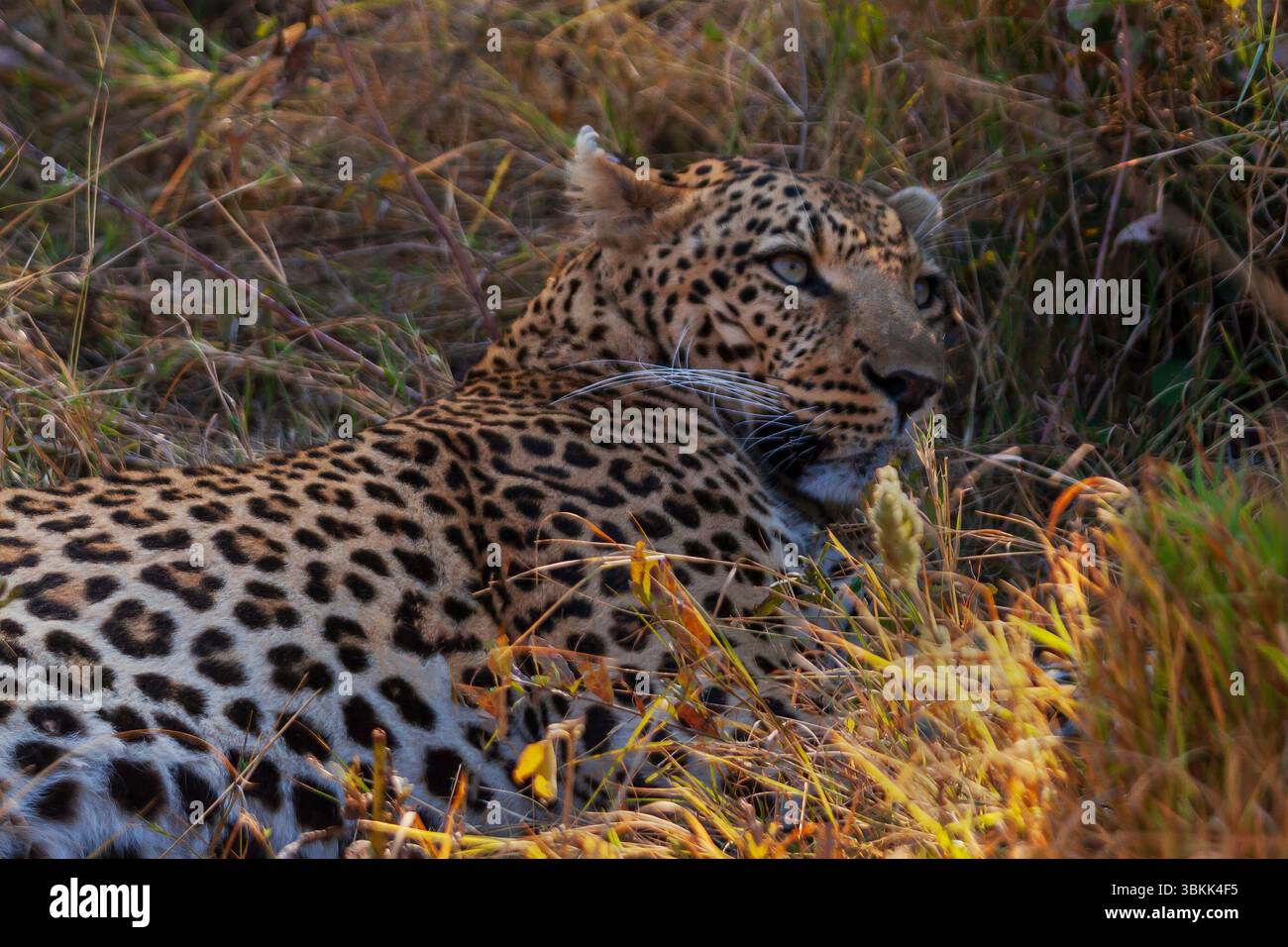 Un leopardo africano (Panthera pardus pardus) riposa all'ombra nel Delta dell'Okavango, un sito patrimonio dell'umanità dell'UNESCO, il Botswana Foto Stock