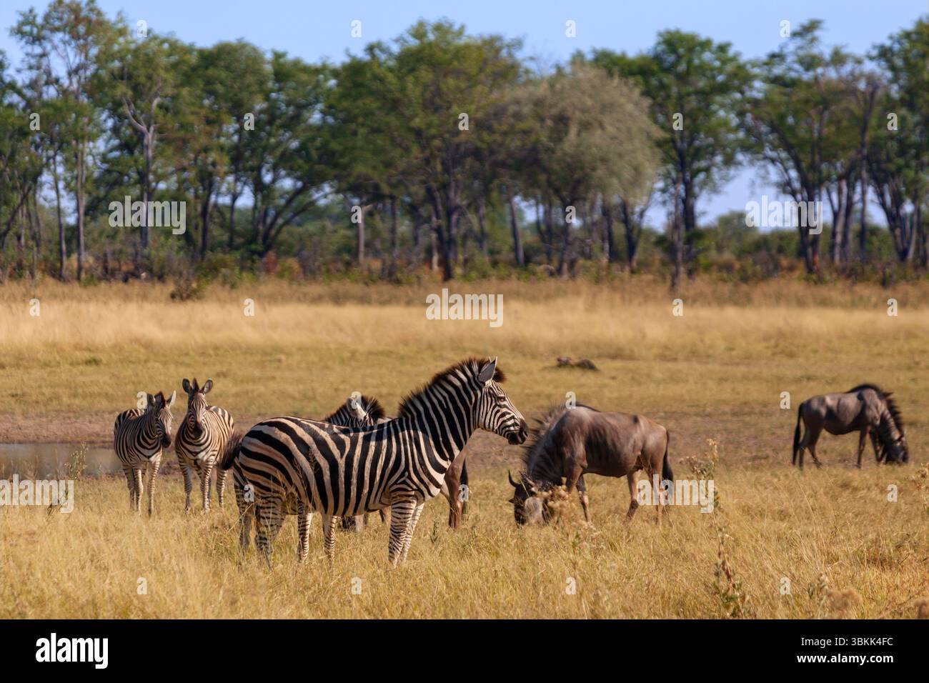 Un branco di GNU Blu (Connochaetes taurinus) e Zebra delle Pianure (Equus quagga) nel Delta dell'Okavango, un sito patrimonio dell'umanità dell'UNESCO, il Botswana Foto Stock