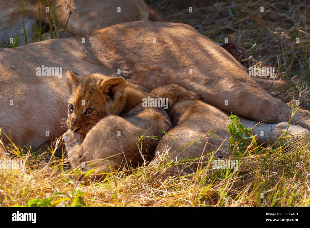 Young Lion Cubs - Delta dell'Okavango, Botswana Foto Stock