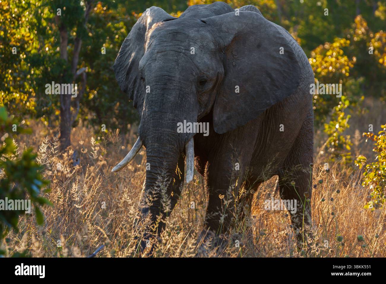 Gli elefanti africani (Loxodonta Africana) sono numerosi nel Parco Nazionale di Hwange - Zimbabwe Foto Stock