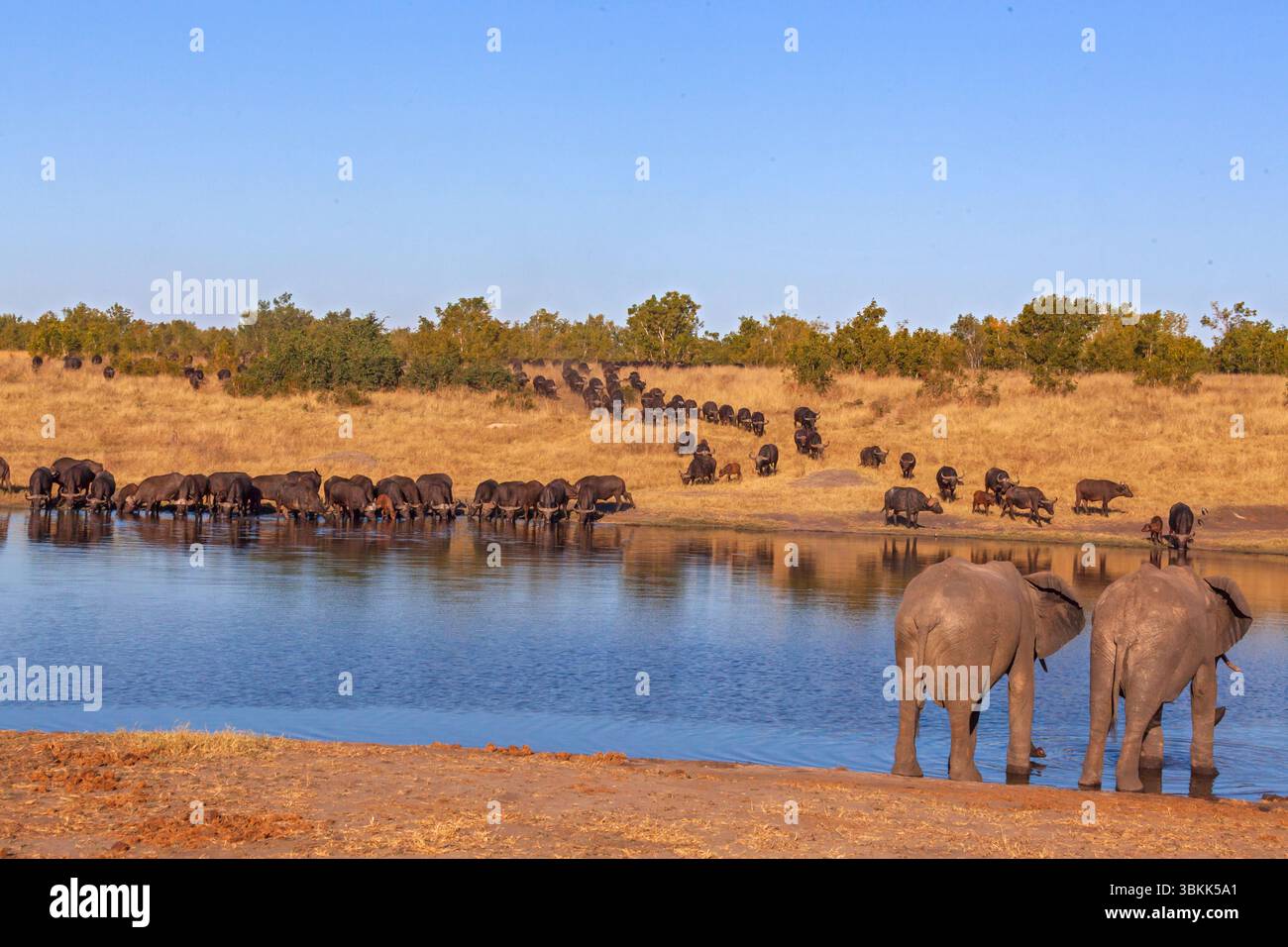 Elefanti africani (Loxodonta Africana) che bevono sul fiume Deka con una mandria di bufali africani (Syncerus caffer) o Cape Buffalo nell'Hwange National Foto Stock