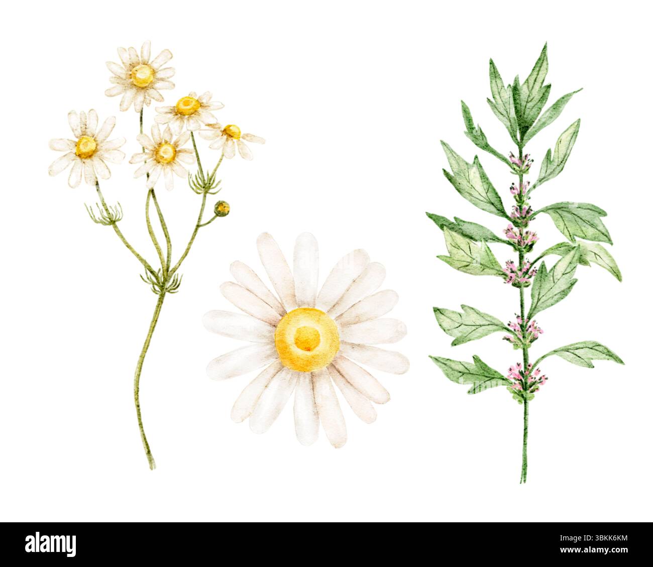 Illustrazione ad acquerello di fiori di camomilla e finocchio con fiori gialli. Set di erbe dipinte a mano per il confezionamento del tè, design benessere Foto Stock