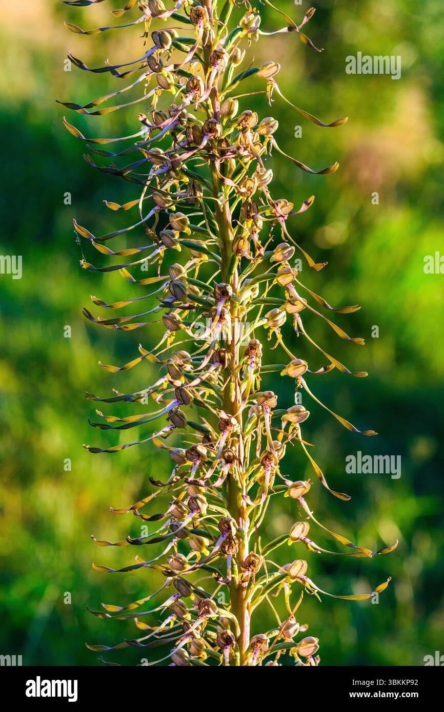 Orchidea di Lizard alta 1 metro (Himantoglossum hircinum) nel giardino della Francia centrale. Foto Stock