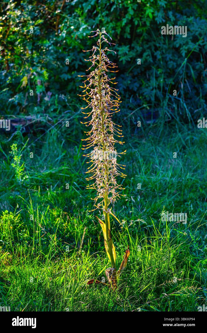 Orchidea di Lizard alta 1 metro (Himantoglossum hircinum) nel giardino della Francia centrale. Foto Stock