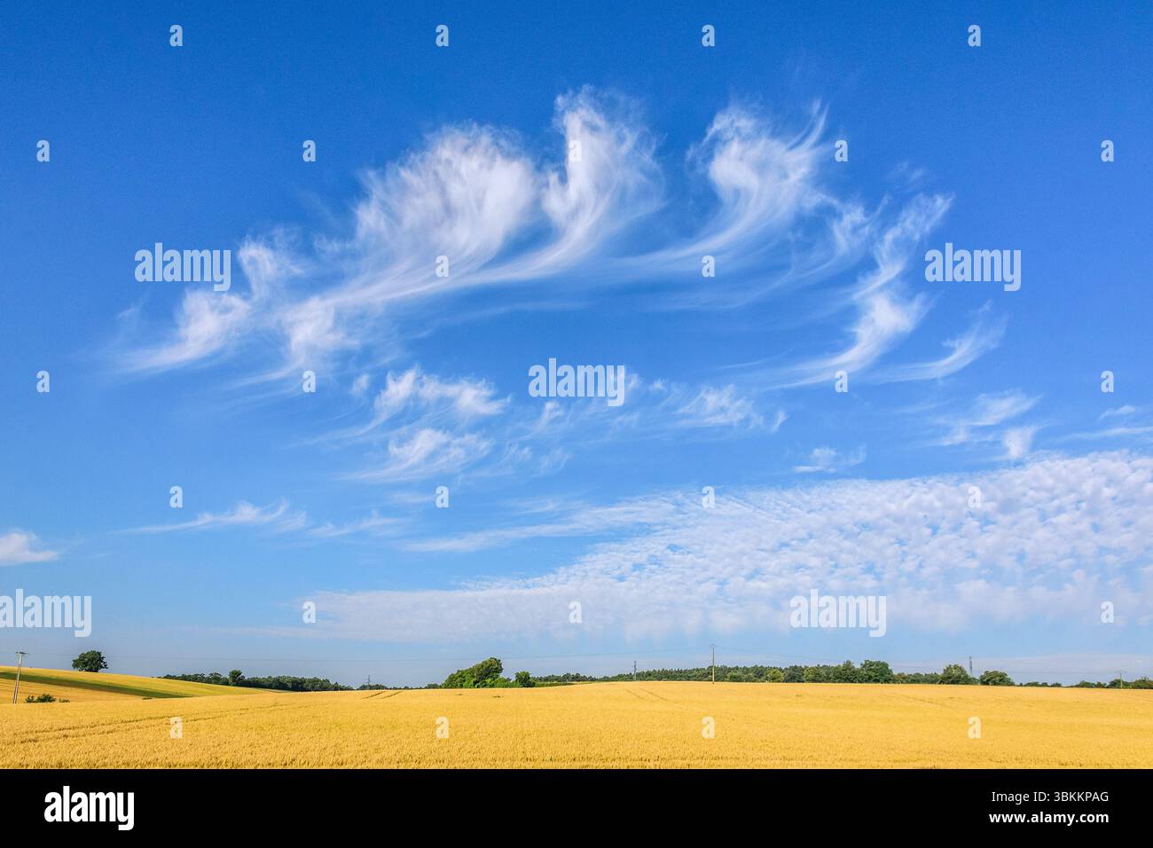 Formazione di nuvole di Cirrus uncinus "coda di Mare" ad alta quota in un cielo blu - Francia centrale. Foto Stock