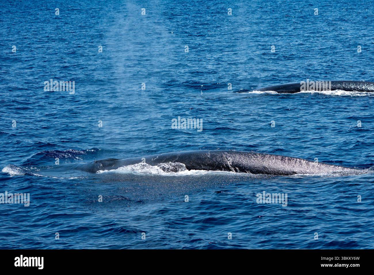 Balena in Liguria, Italia di fronte alla costa di sestri levante Foto Stock