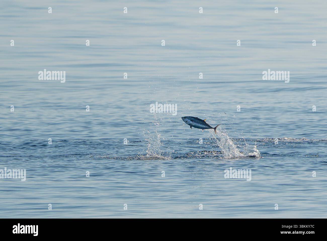 tonni rossi che saltano fuori dal mare durante la caccia Foto Stock