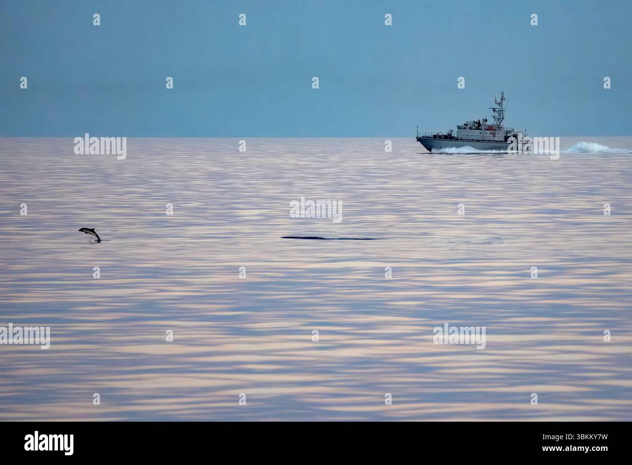 Un delfino a strisce che salta al tramonto Foto Stock