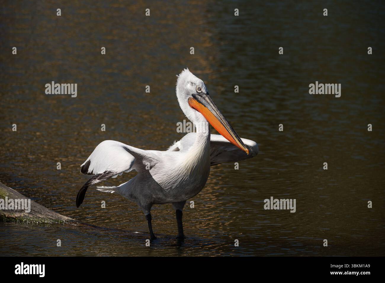 Ritratto di Pelecanus Crispus dalmata con testa riccia sull'acqua Foto Stock
