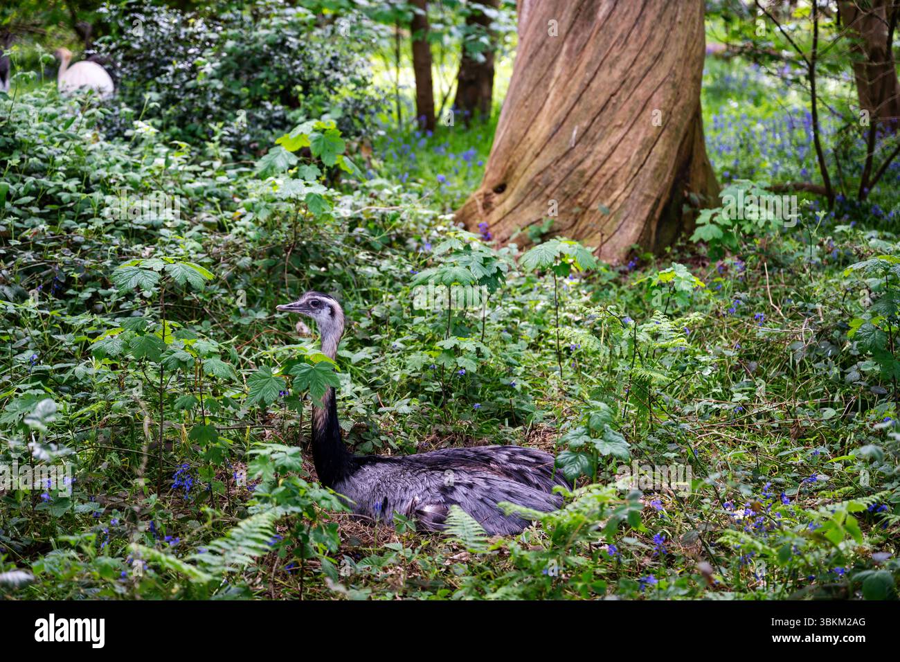 Uccelli Rhea Foto Stock