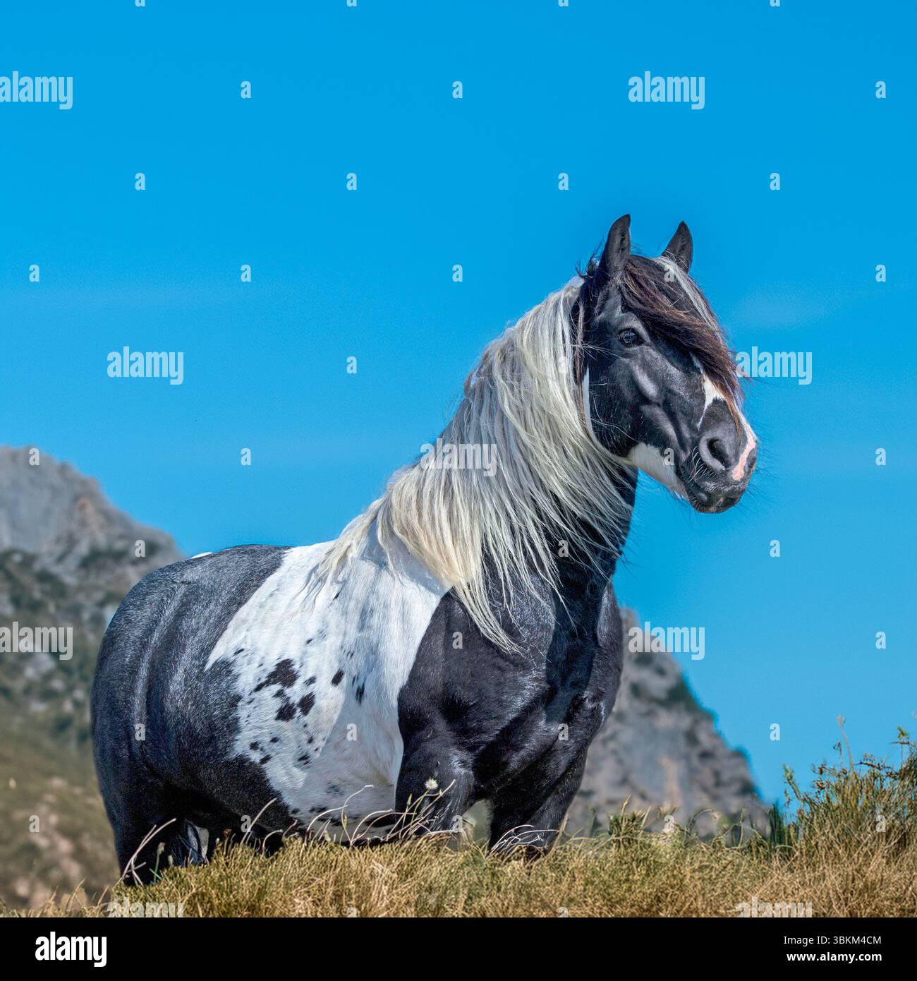 Cavallo di pannocchia irlandese Gypsey Foto Stock