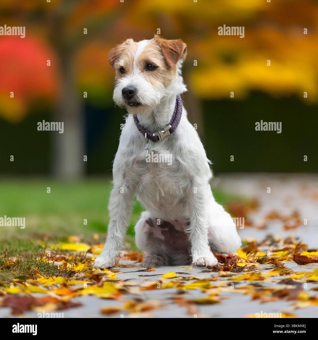 jack russell terrier in autunno se ne va Foto Stock jack russell terrier in autunno se ne va Foto Stock