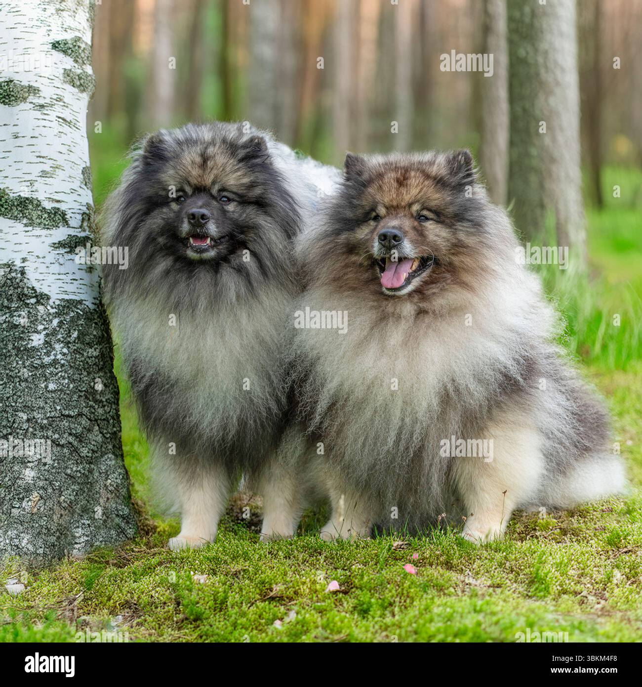 Due cani Keeshond seduti nel bosco Foto Stock