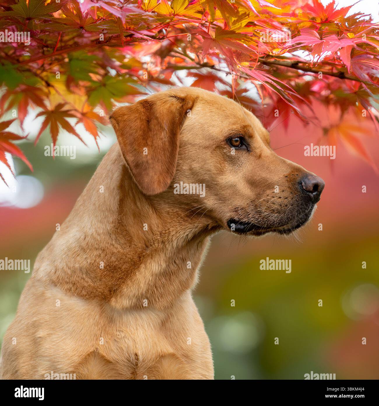 Yellow labrador retriever seduto in acer giapponese lascia Foto Stock