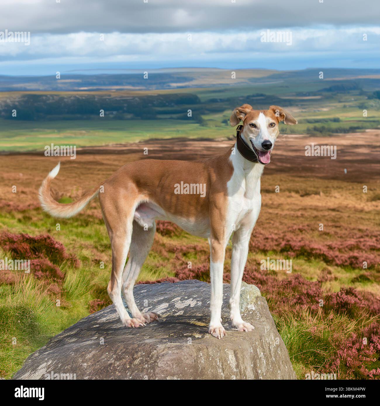 cane lurcher in piedi su una roccia sulle brughiere Foto Stock