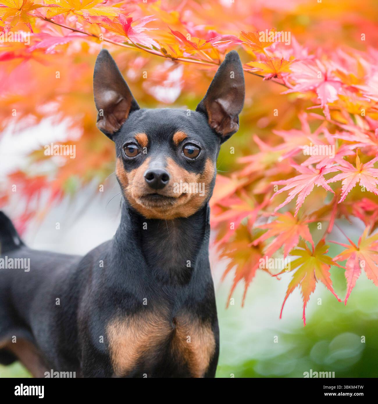 Pinscher miniaturizzato in acer foliage Foto Stock