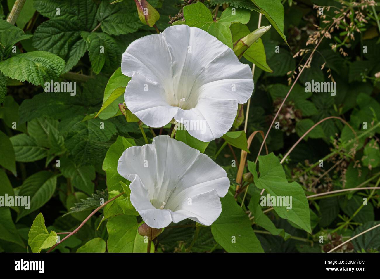 Fiori bianchi dell'erba bindweed europea. Arvensi del Convolvulus. Foto Stock