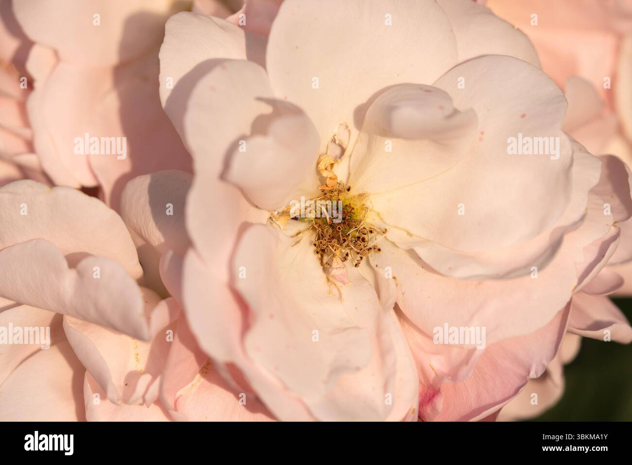 Un primo piano del fiore rosa del giardino rosa Foto Stock
